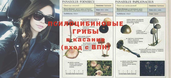 прущие грибы Волоколамск